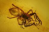 Detailed Fossil Flies, Spider and Beetle in Baltic Amber #128317-2